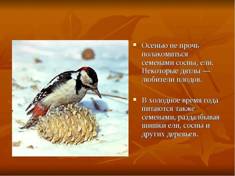 Каких птиц употребляют в пищу. Птицы питающиеся шишками. птицы питающиеся семенами. птица питается семенами еловых шишек. птицы питающиеся семенами хвойных.