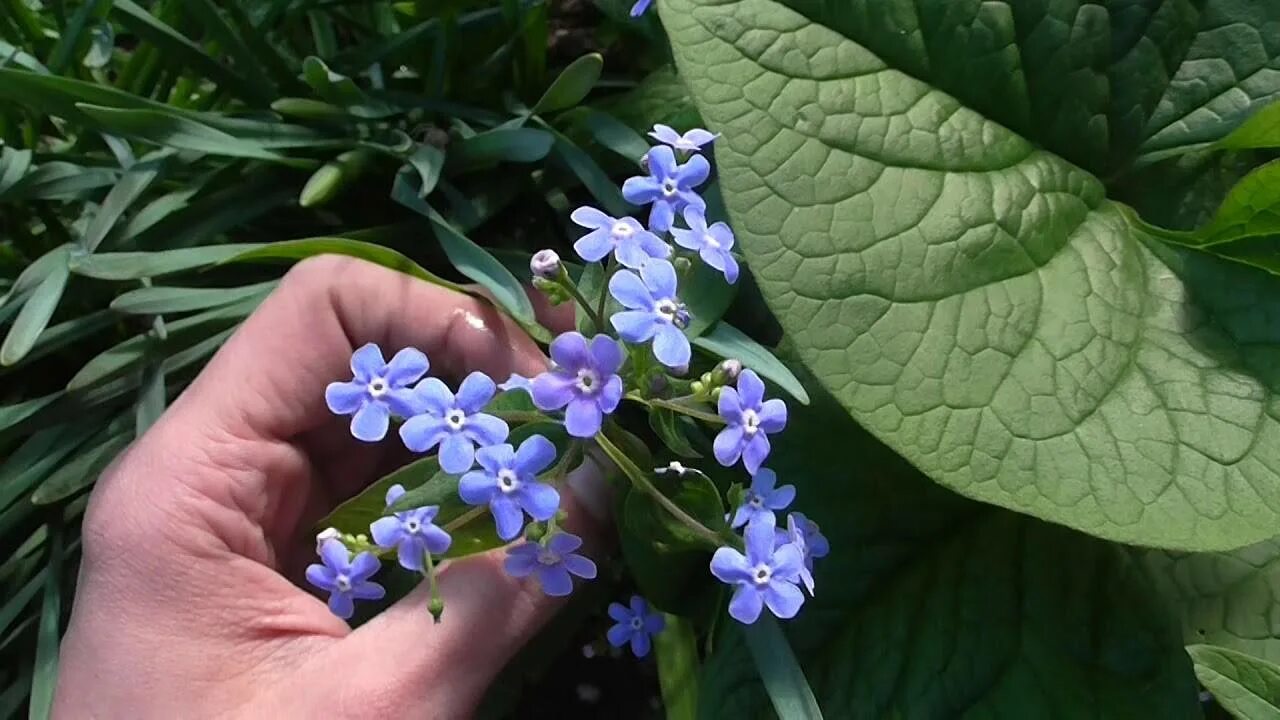 Незабудка большая. Бруннера Сибирская. Бруннера Сибирская растение. Бруннера Сибирская Незабудочник. Незабудка Бруннера Сибирская.