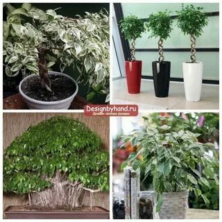 Фикус бенджамина какая земля