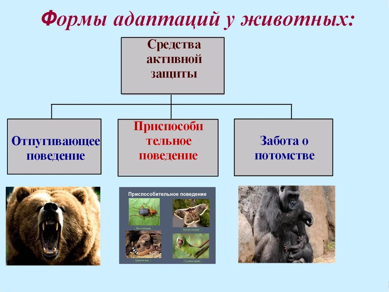 Сообщение о приспособлении животных и растений