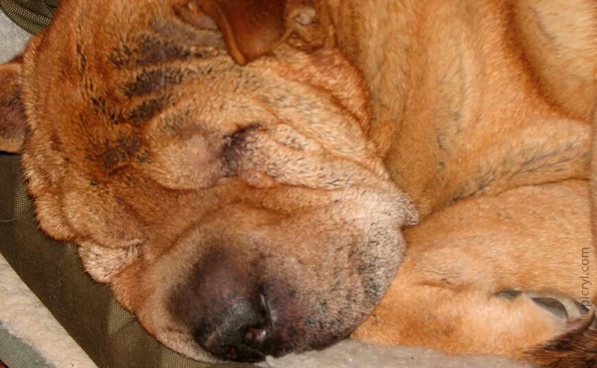 Простуда у собак лекарства. Собака простыла. Простуда у собак симптомы. Собачий грипп. Собака простыла.