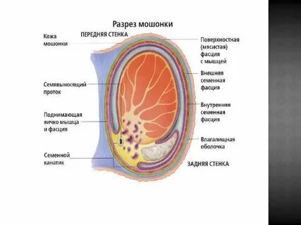 Мышца яичка