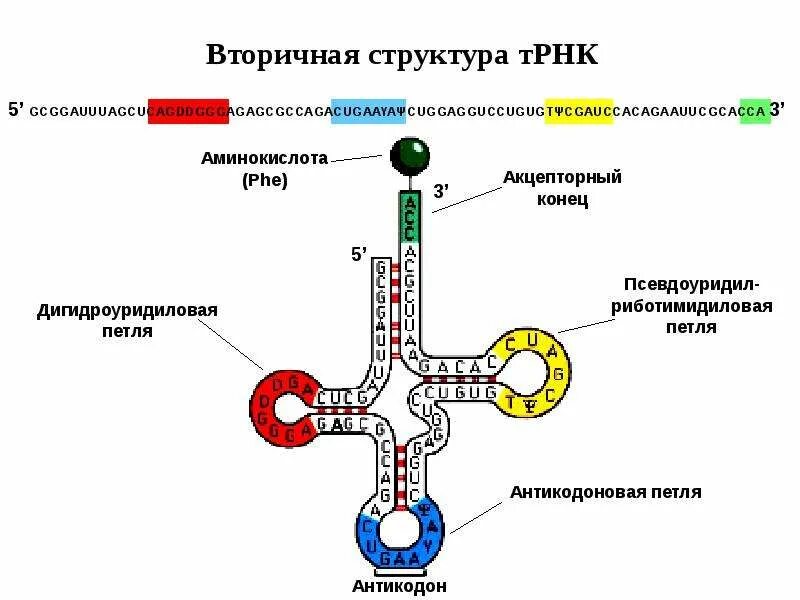 Структура трнк. Вторичная и третичная структура рнк. строение транспортной рнк биохимия. вторичная структура трнк. первичная вторичная и третичная структура трнк.