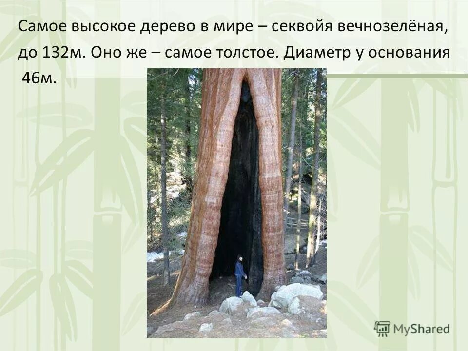 на каком материке растет секвойя