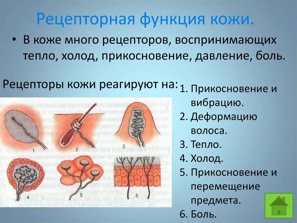 Функции рецепторов кожи человека. Рецепт ная функция кожи. Рецепторы кожи строение и функции. Рецепторная функция кожи.