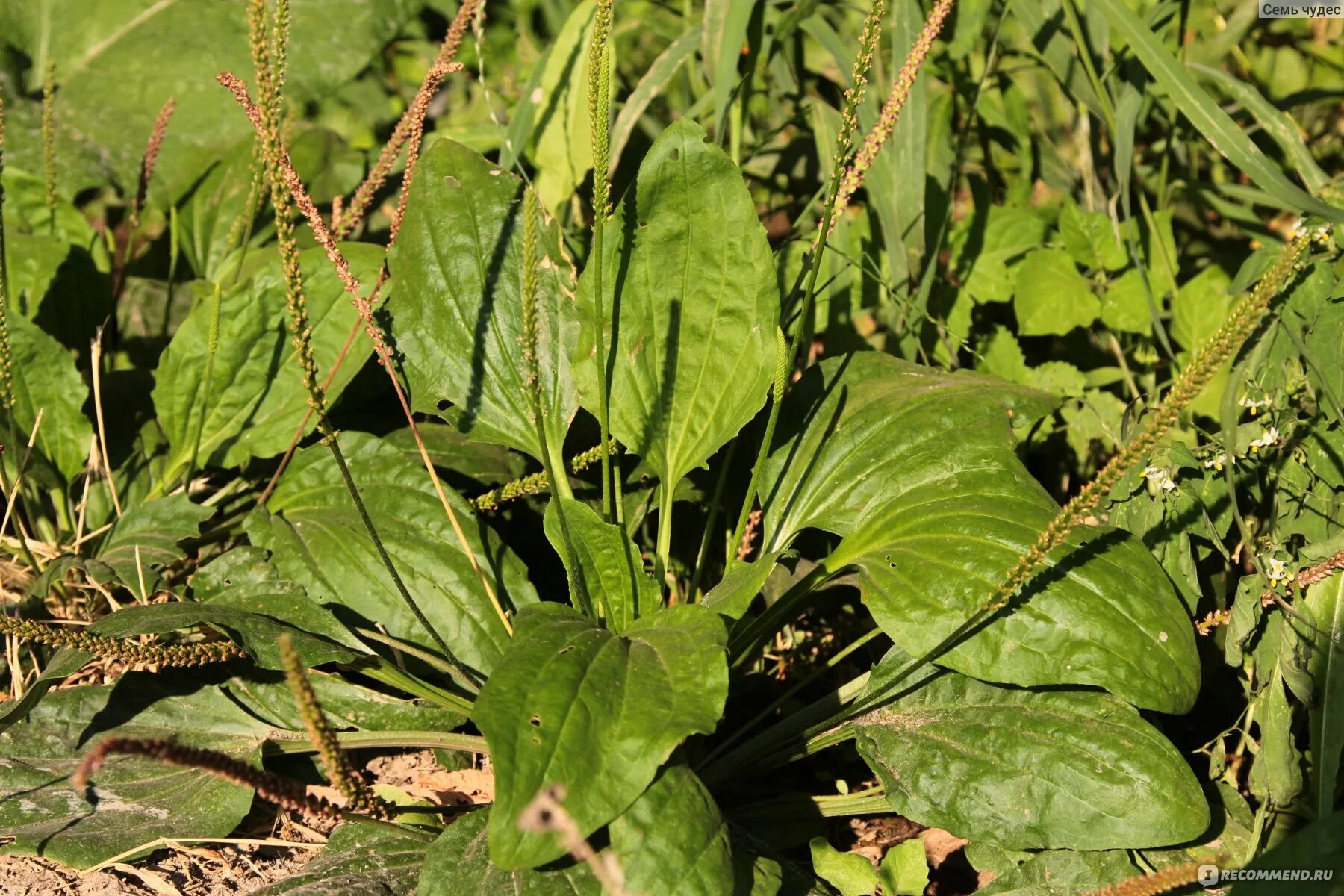 Подорожник большой. Подорожник Луговой. Подорожник растение. Подорожник (Plantago l.). Подорожники 7