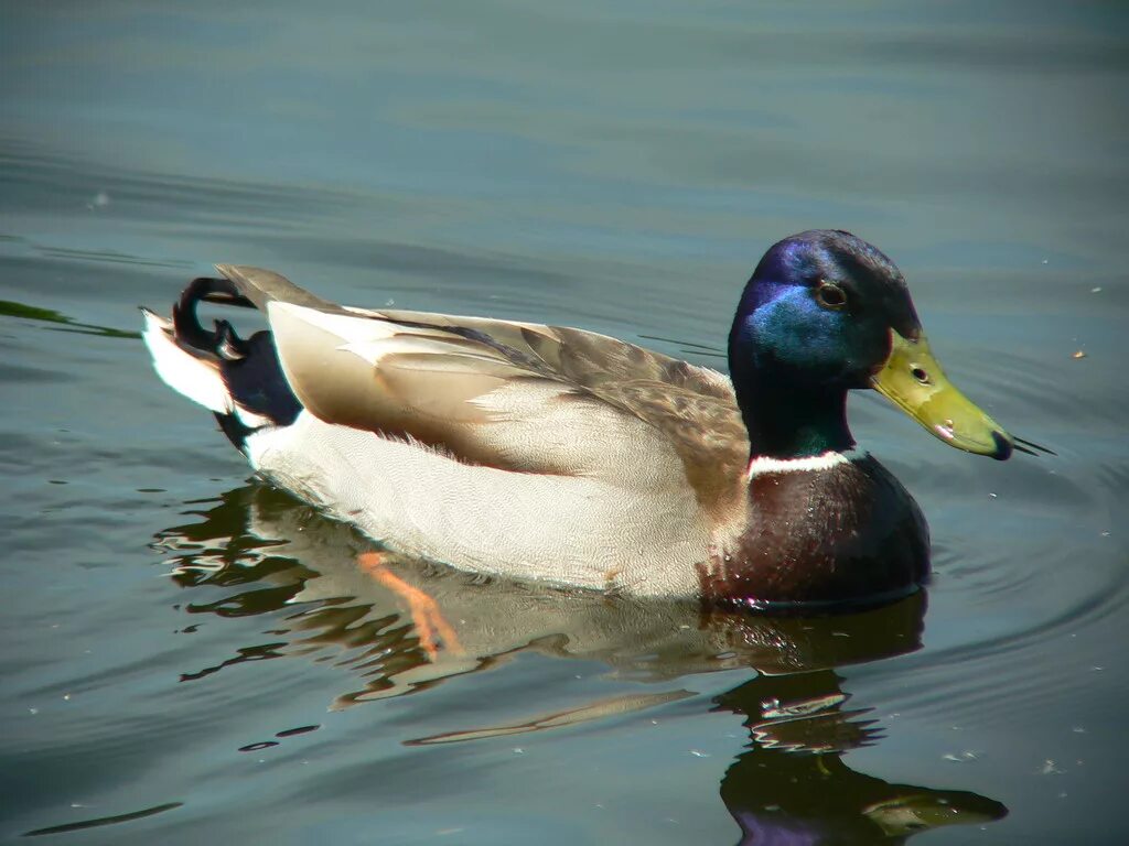 Good duck. Утка кряква селезень. Отряд Гусеобразные – anseriformes семейство Утиные - Anatidae. Гусеобразные Утиные. Дикие утки Гусеобразные.