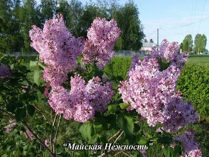 Ансамбль сирень