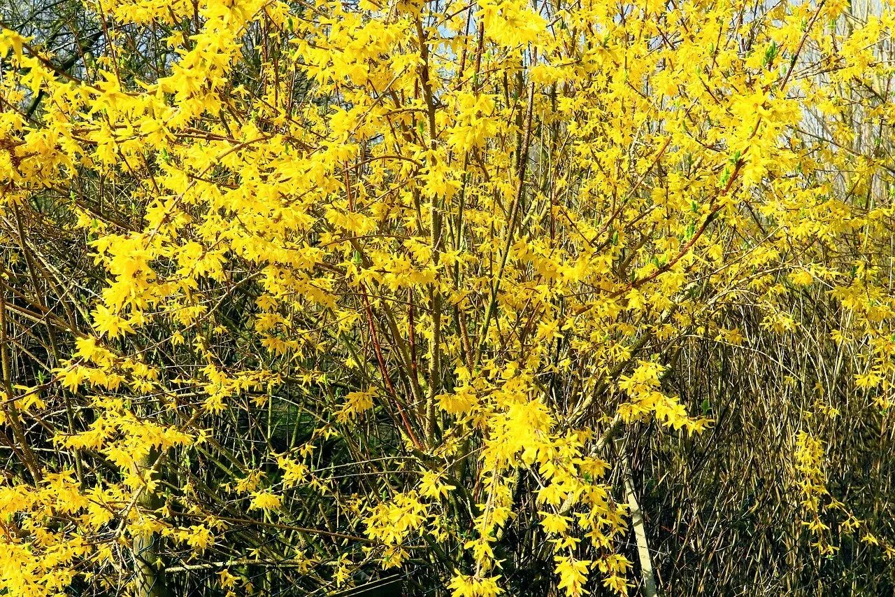 Ранний желтый кустарник фото. Форзиция джиральда. Форзиция промежуточная Голден Таймс. Желтый куст форзиция. Форзиция промежуточная миниголд.