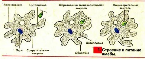Передвижение амебы обыкновенной