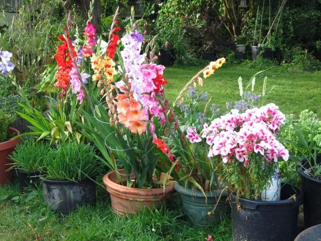 Клумба из гладиолусов на даче своими. Гладиолусы на даче. Гладиолусы на даче. Гладиолусы на даче. Гладиолус бордюрный.
