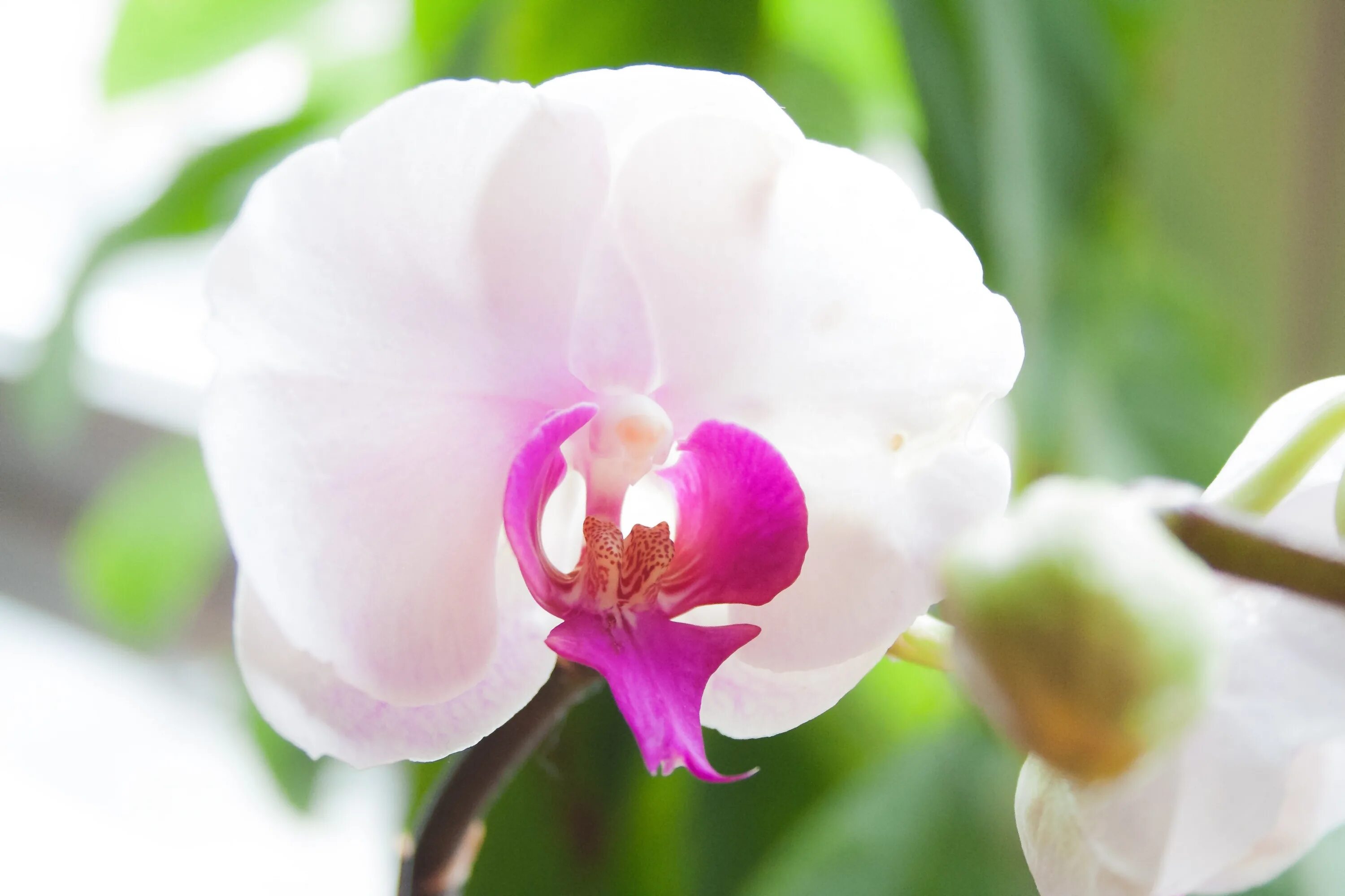 Фото Орхидея. на фотохостинге Fotoload