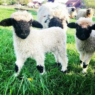 Sheep на русском языке