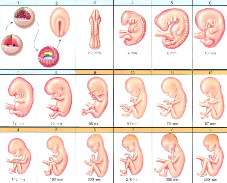 Первая неделя беременности что происходит. Этапы формирования ребёнка по неделям беременности. Стадии развития плода при беременности по неделям. Ребенок в утробе по неделям. Таблица развития ребенка в утробе матери по неделям.