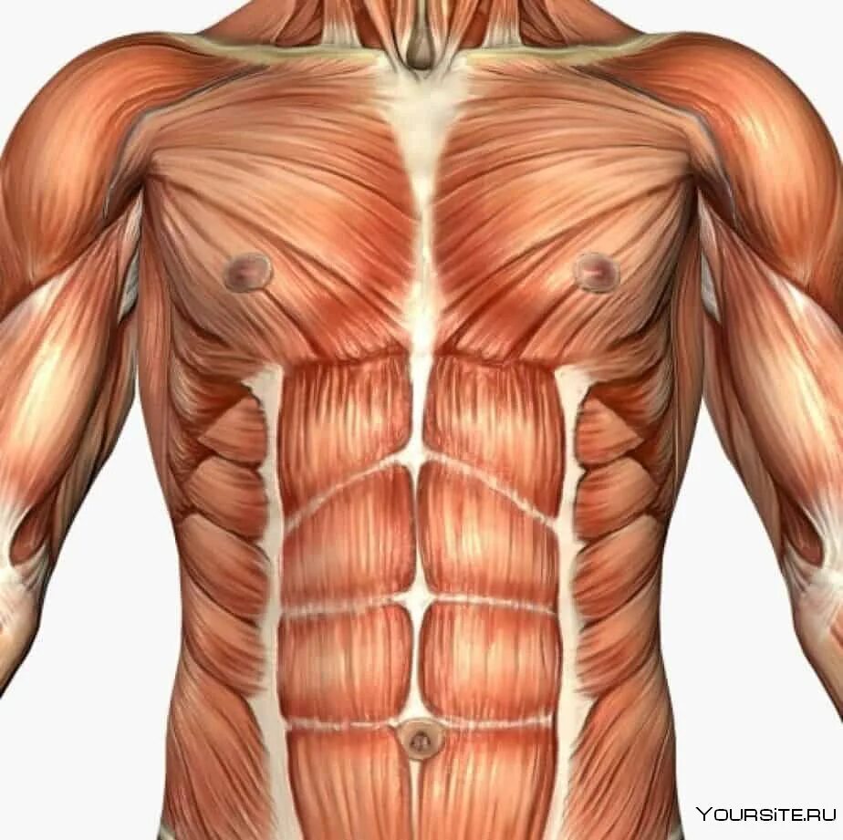 Передняя прямая мышца живота. Мышцы живота анатомия человека. Rectus abdominis. Rectus abdominis muscle. Мышцы брюшного пресса анатомия.