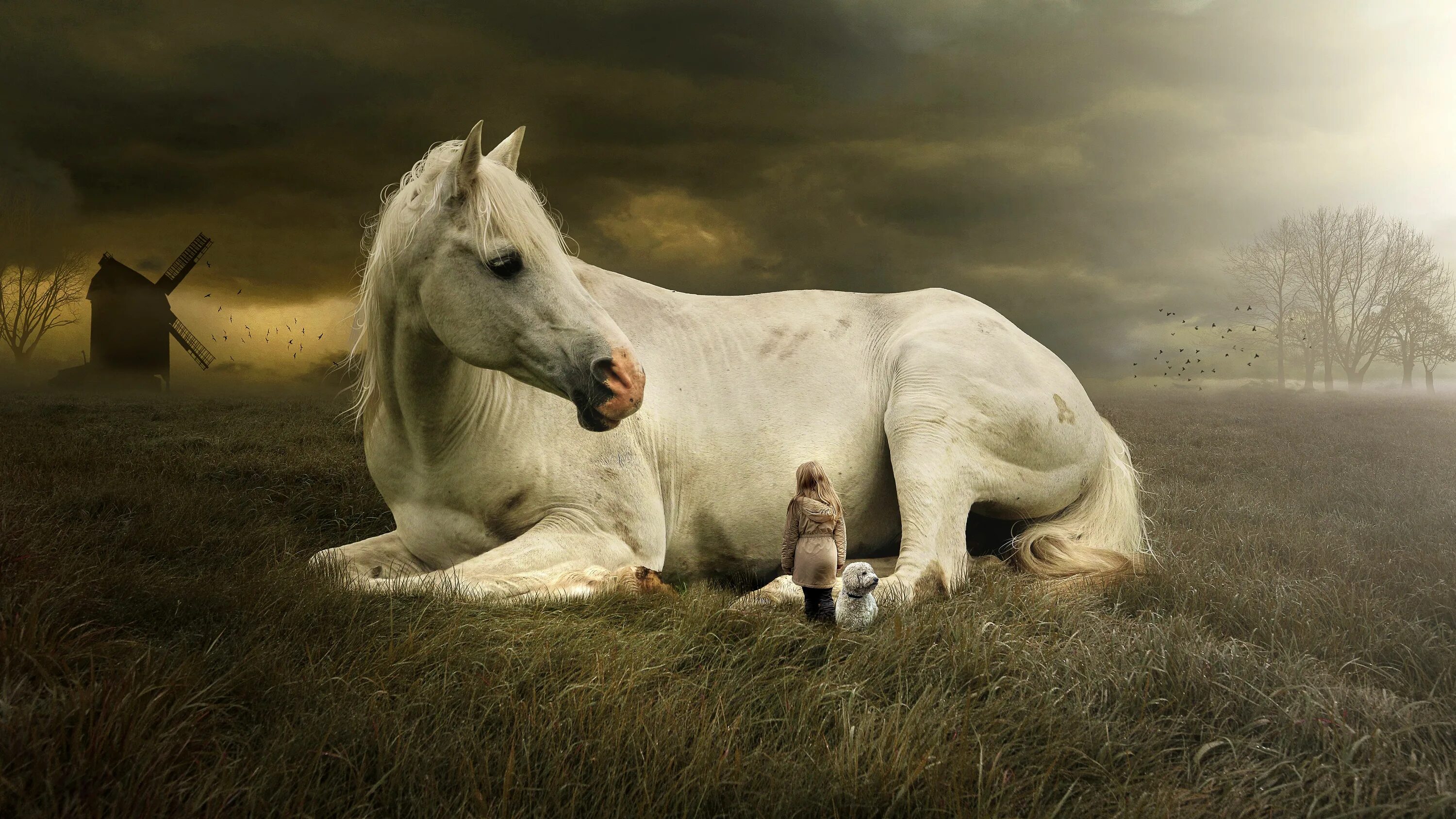 tickled-fancy Horses, Pretty horses, Animals beautiful