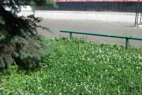 Также с территории