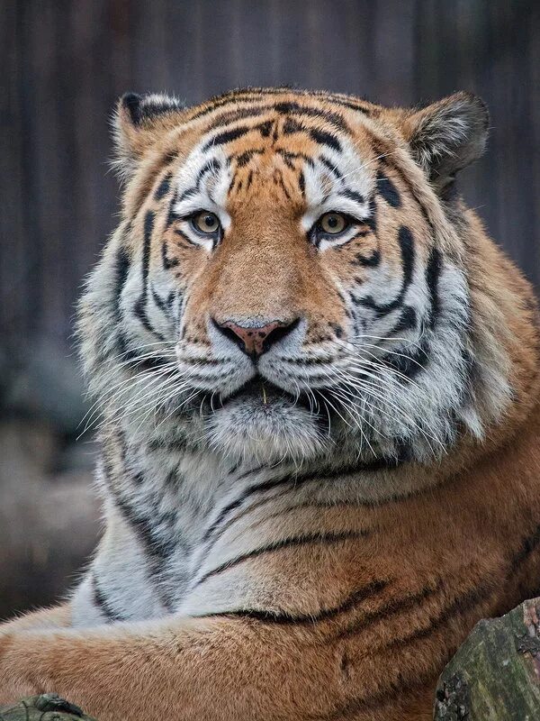 Тигрица. Плачущий тигр. Лежачий тигр. Год черного тигра. Грустный амурский тигр.