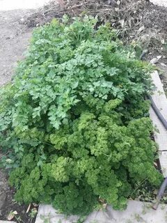 Продам петрушку