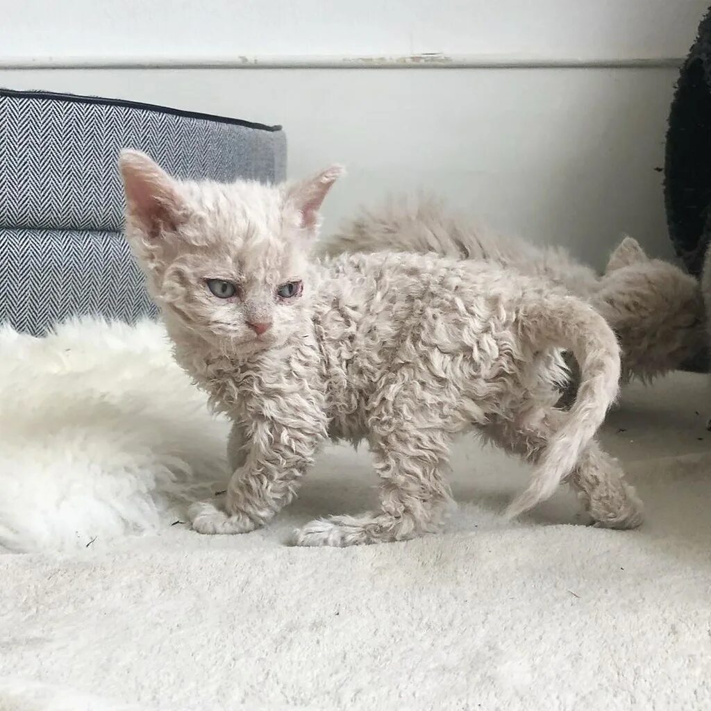 селкирк рекс. кот селкирк рекс. кот селкирк рекс. селкирк рекс кудрявый. селкирк рекс.