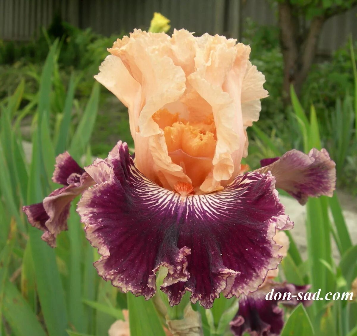 Iris in labyrinth