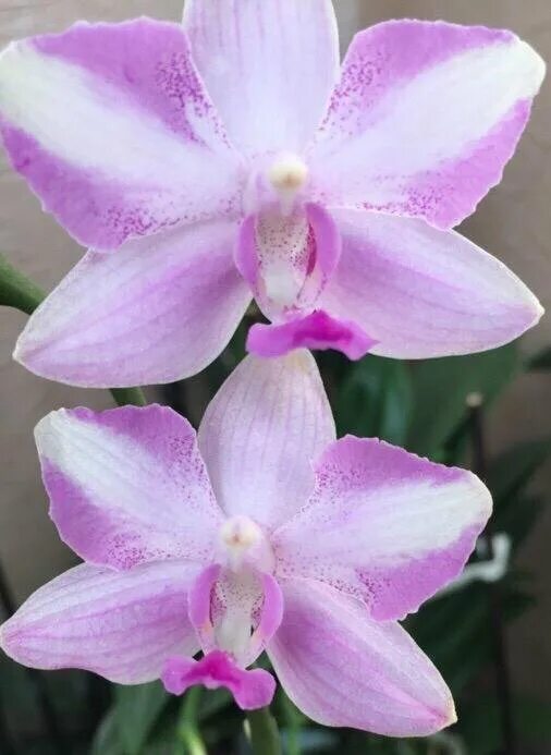 Орхидея моцарт фото Орхидея прыгнула в руки.. Моцарт, Жёлтый Биг Лип, Чармер, Лиодоро, Пиноккио))) -