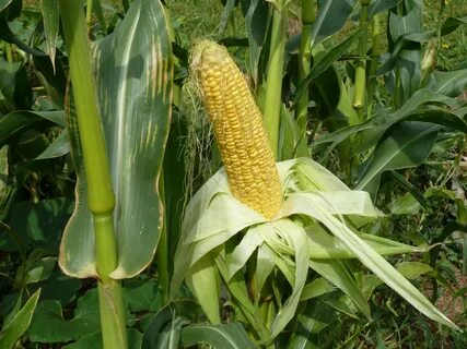 Zea mays