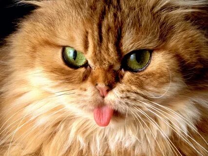 Обои для рабочего стола Cat with tongue.