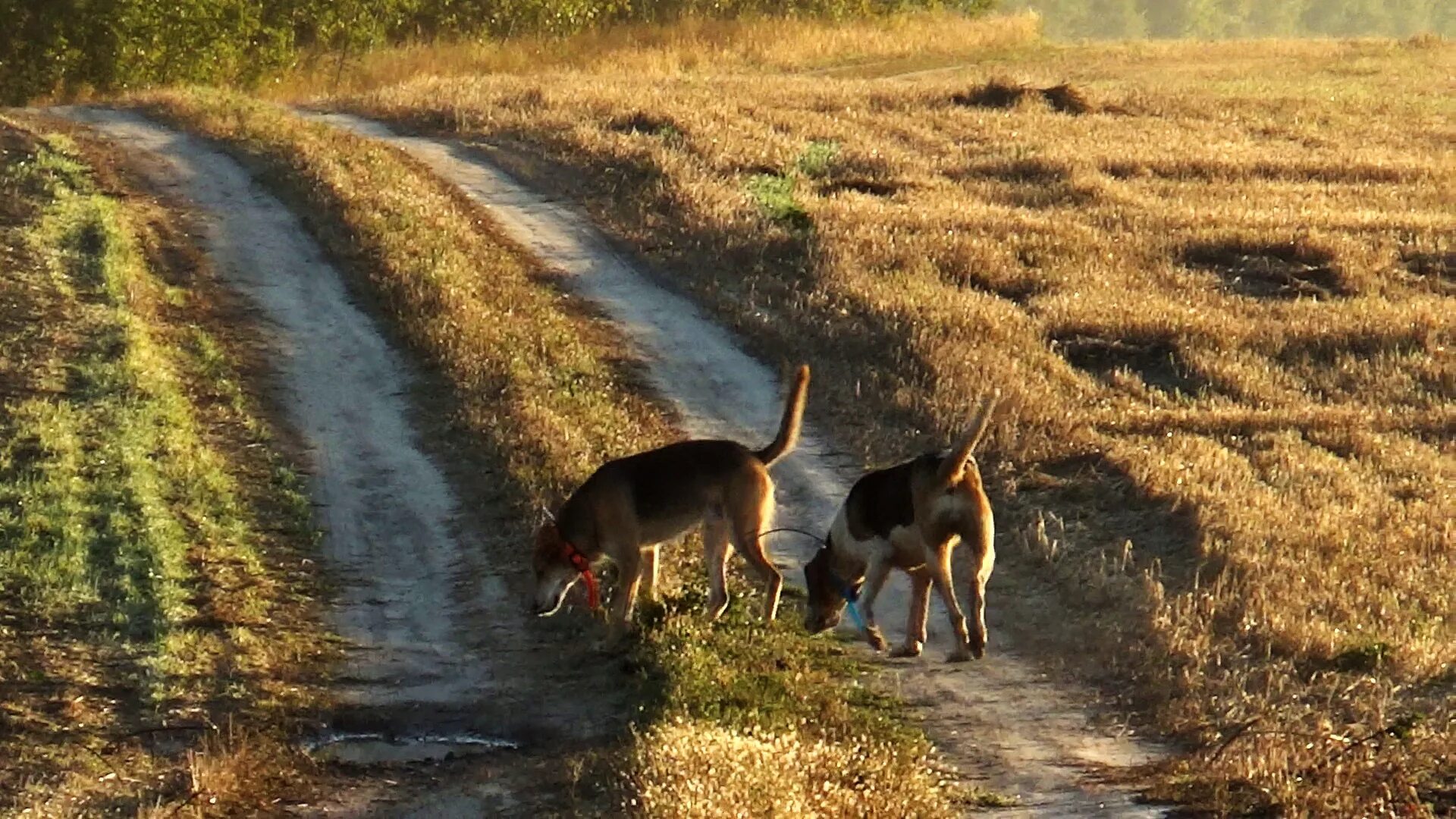 охота на зайца с гончими 2022