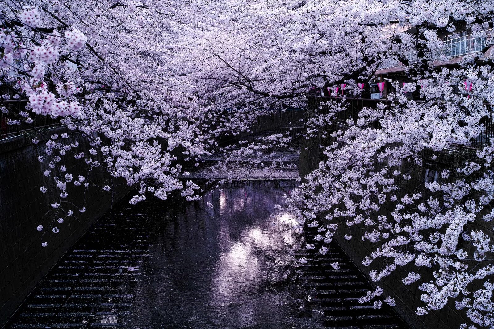 Сакура черри блоссом. Цветение японской Сакуры. Сакура черри блоссом дерево. Мэгуро Токио. Sakura blossom
