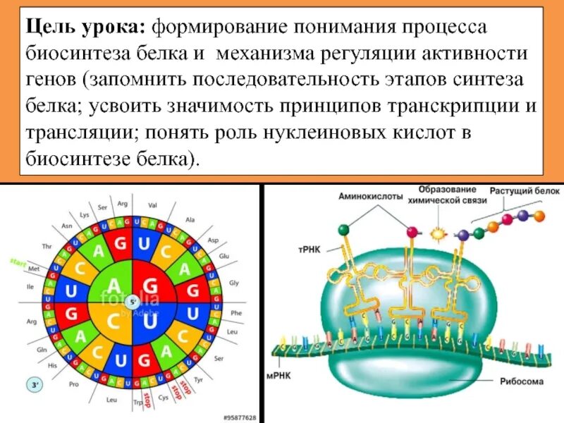 Определите последовательность процессов биосинтеза белка. Принципы транскрипции белка. Синтез белка ЕГЭ нуклеиновая кислота.