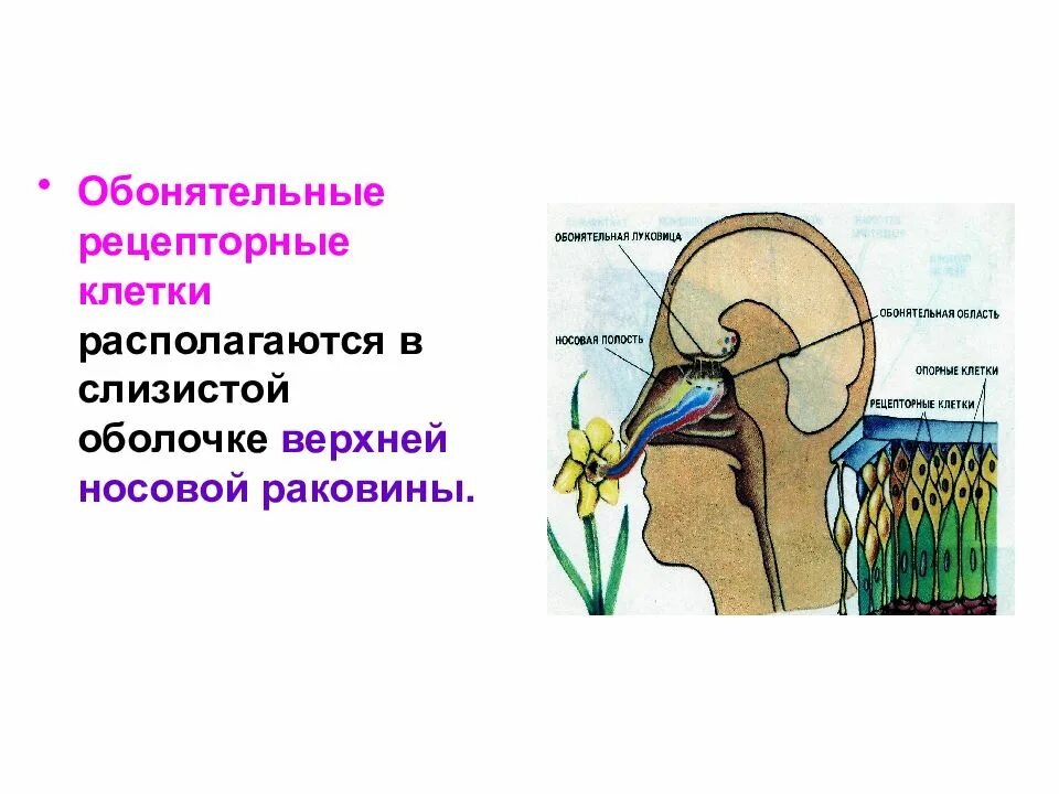 Рецепторные клетки находятся