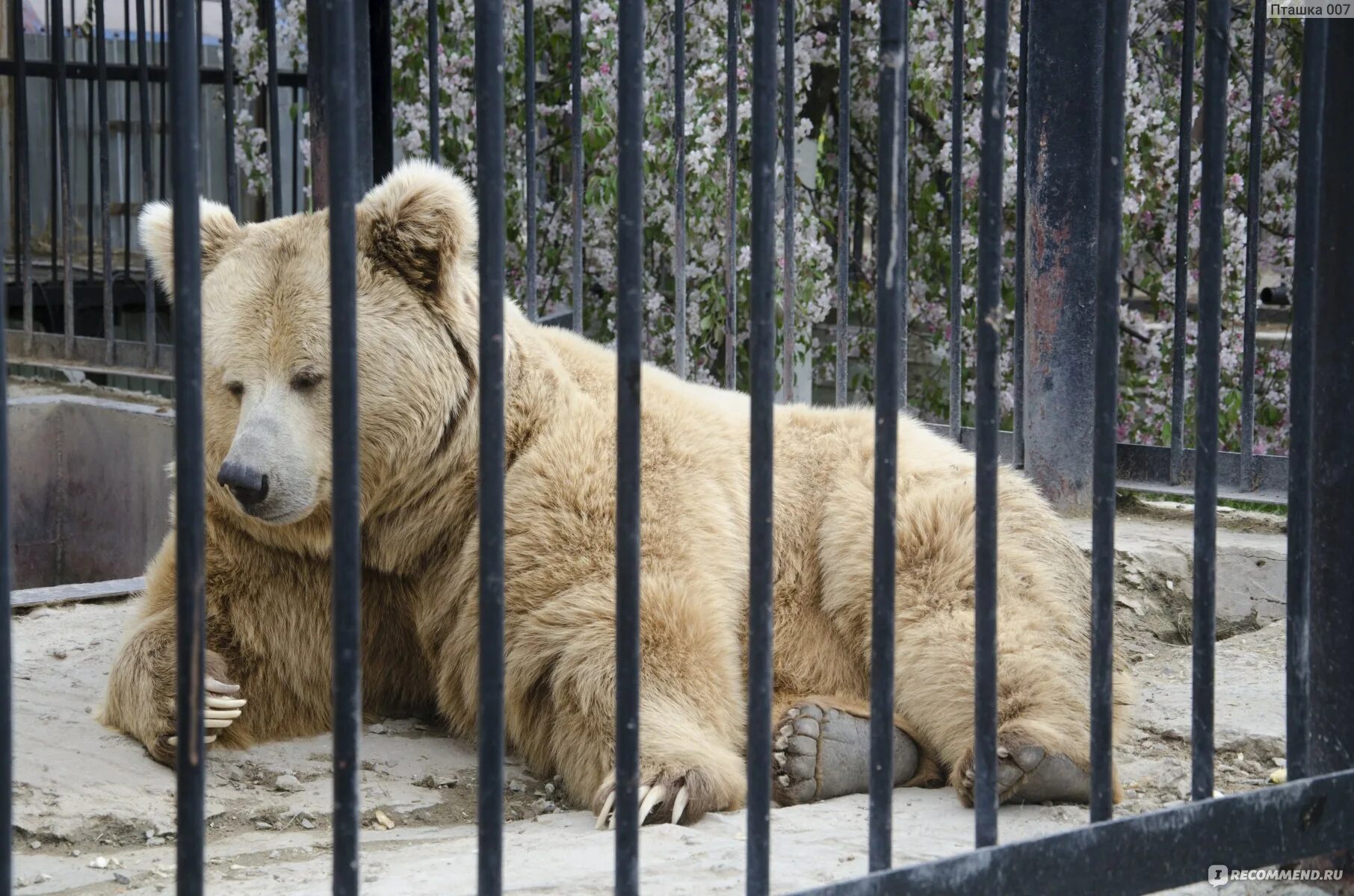Работа старый оскол зоопарк. Зоопарк старый Оскол. Тянь шаньский медведь.