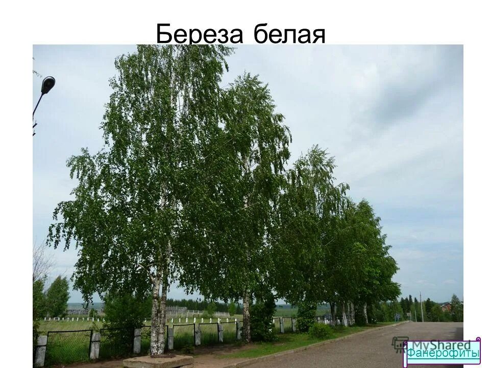 В белую березу был тот. В белую березу был тот