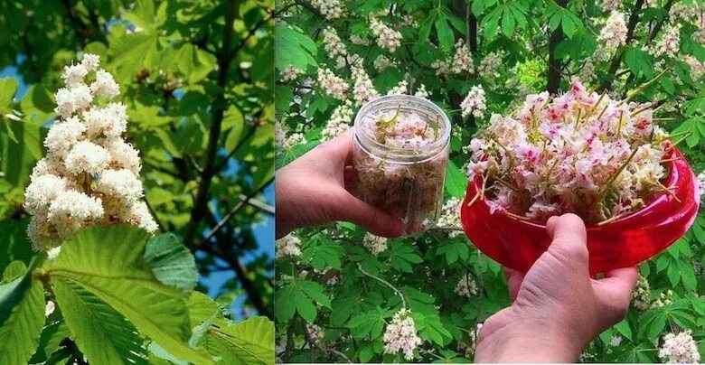 Каштан конский дерево. Каштаны цветут фото. Цветы конского каштана. Каштан конский обыкновенный дерево. Конский каштан восьмитычинковый.