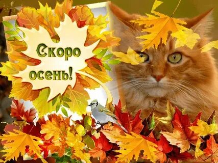 Картинки с наступающей осенью