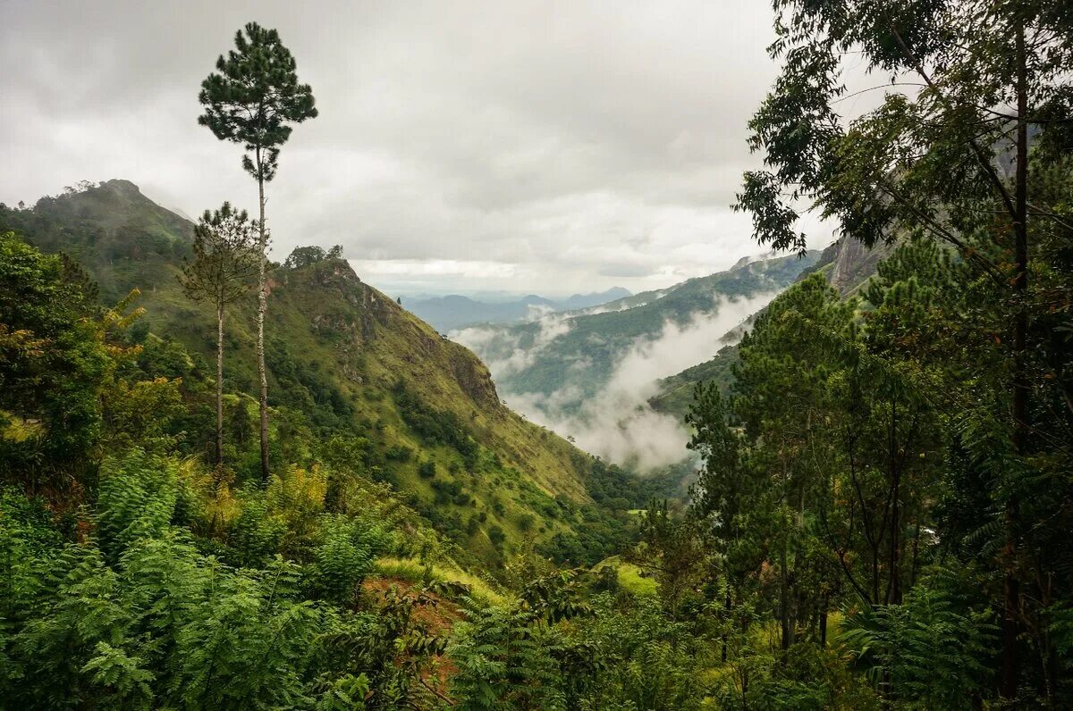 Шри ланка sri sri lanka 5. Нагорья центральной Шри-Ланки. Адамов пик Шри-Ланка. Горы чай Шри Ланке. Невысокие горы.