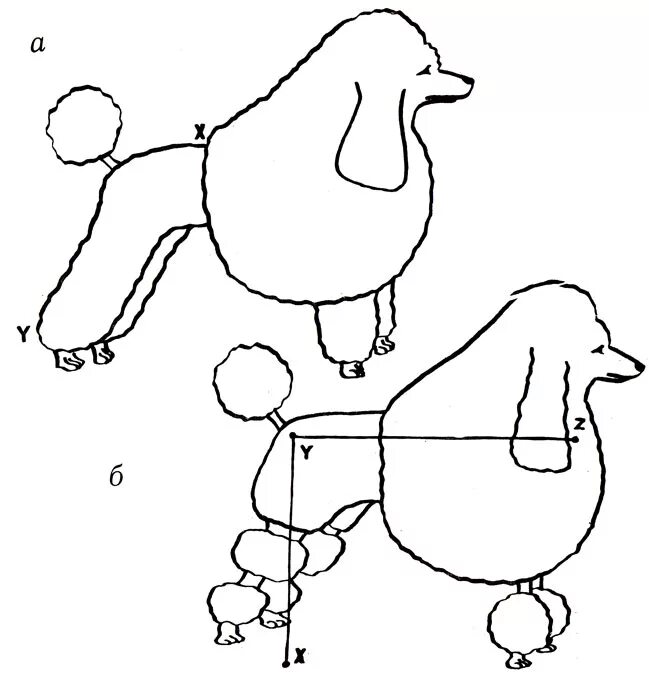 Схема пуделя. Схема стрижки пуделя Скандинавский Лев. Скандинавский Лев стрижка пуделя. Стрижка пуделя Лев схема. Схема стрижки пуделя Бардышева.