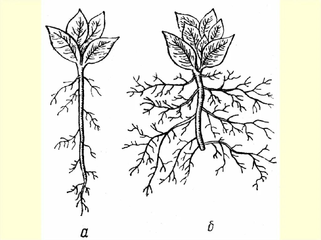 Корневая система у петуньи. Пикировка корня растения. Корень однолетнего растения.