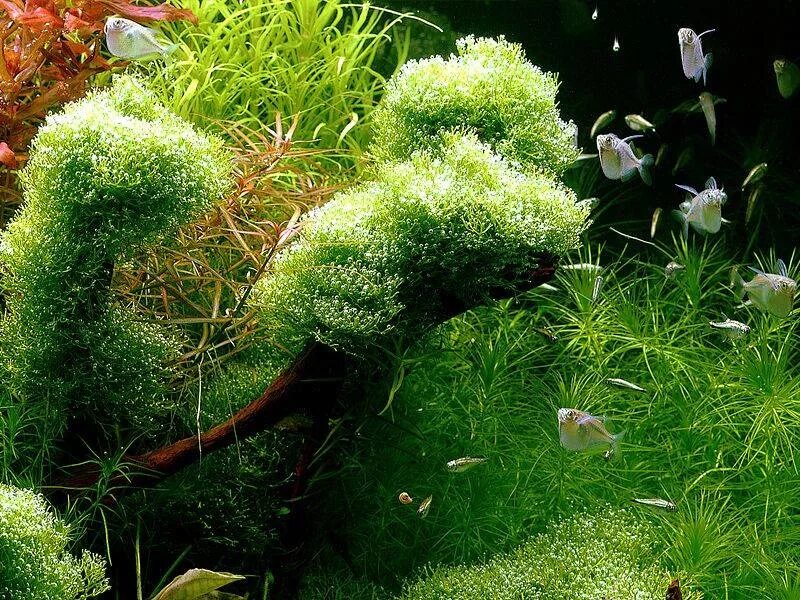 Яванский мох на коряге. Яванский мох акваскейп. Можно ли мох в аквариум. Акваскейп с кладофорой. Можно ли мох в аквариум.