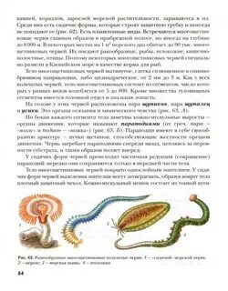 Рис биология 7 класс
