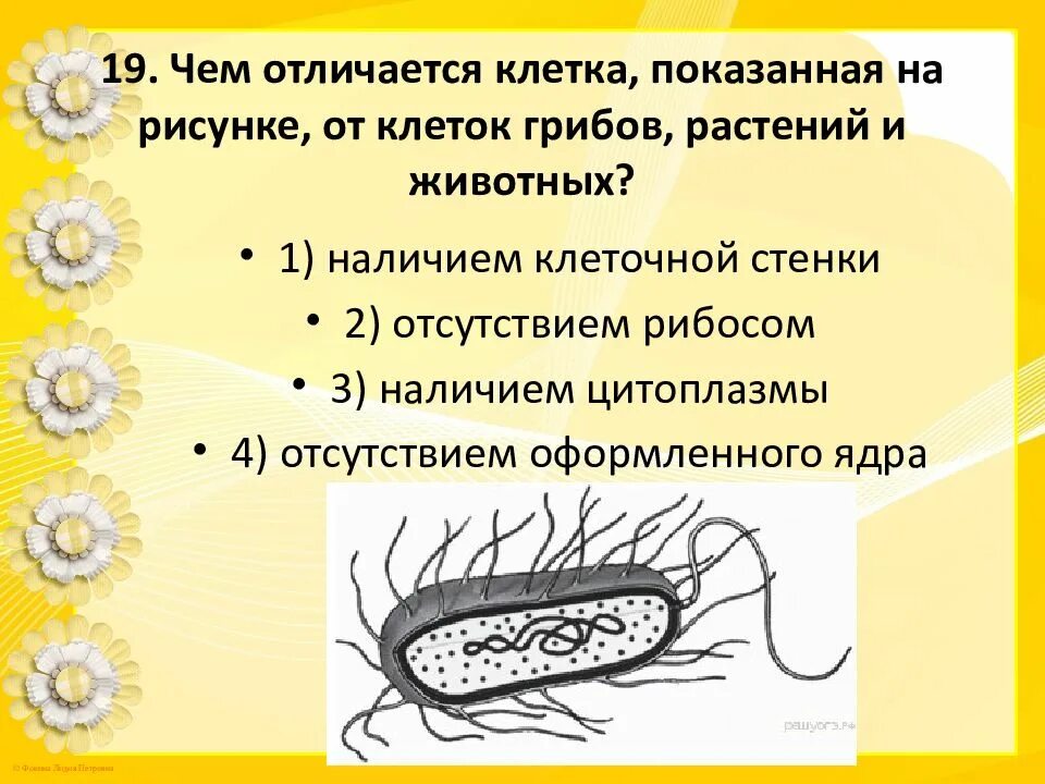 Чем отличаются бактерии от грибов и растений. Строение клетки грибов. Чем отличаются клетки. Чем отличается клетка грибов от животных. Подготовка к ОГЭ простейшие животные презентация.