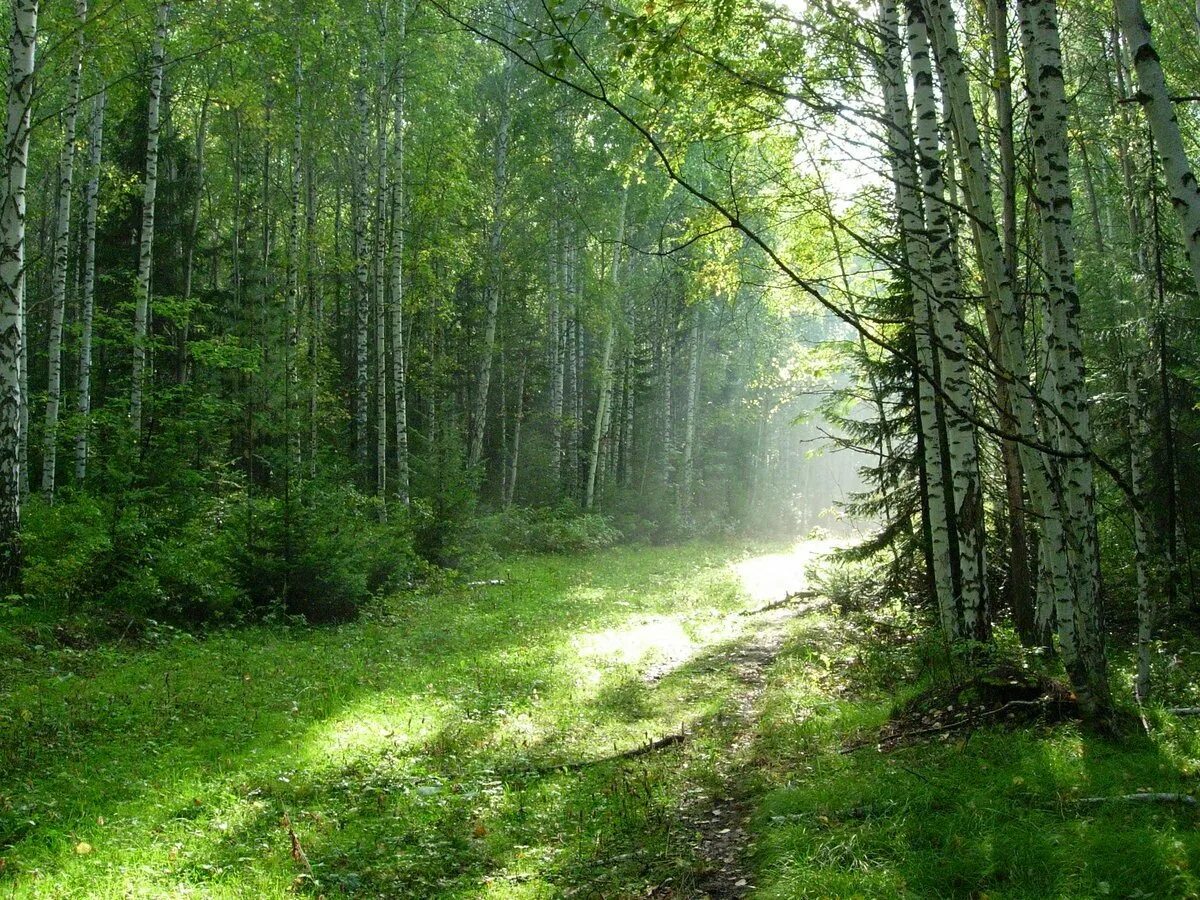 елово широколиственный лес. широколиственный лес россии. смешанный лес летом. широколиственные леса нижегородской области. широколиственные леса самары.