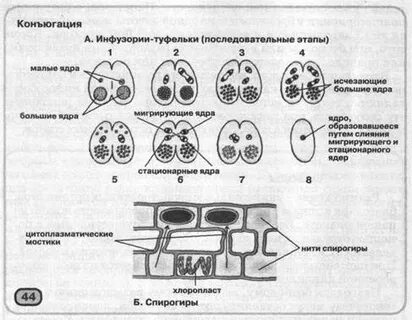 Конъюгация фаза
