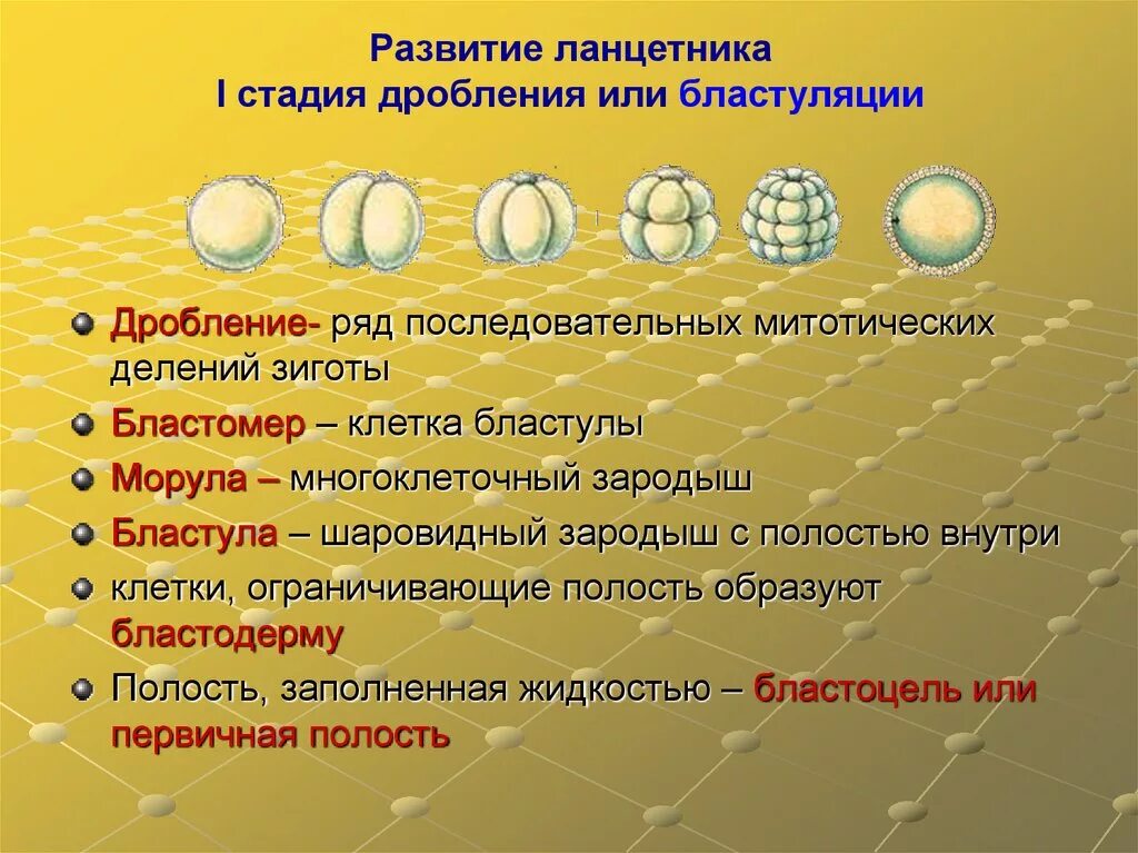 Индивидуальное развитие организма. Дробление Бластуляция. Стадии дробления. 1 Стадия дробления. Развитие ланцетника i стадия дробления или бластуляции.
