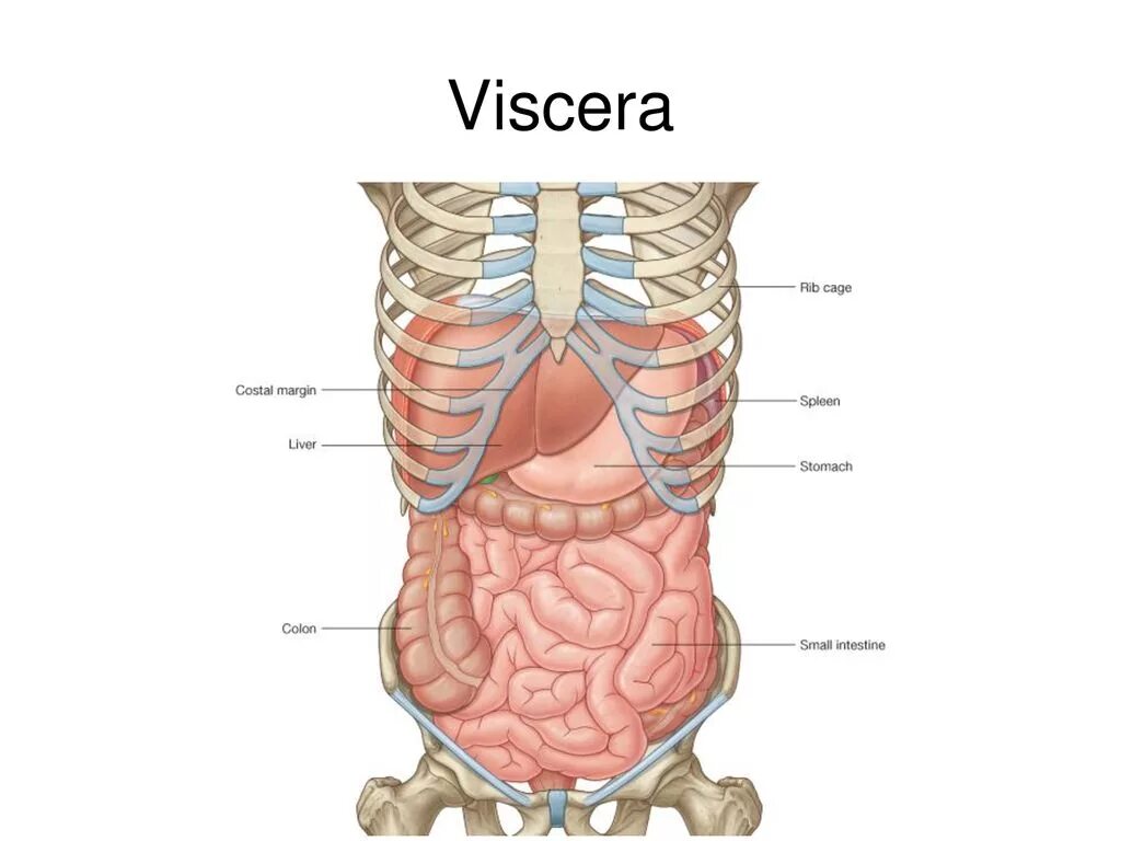 Органы человека с ребрами. Анатомия человека слева под ребром. Анатомия человека справа под ребрами. Органы под правым ребром. Анатомия слева под ребрами.