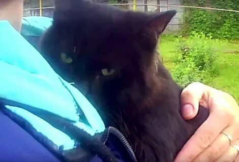 Как выманить кота
