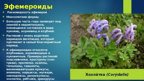 Эфемероиды это
