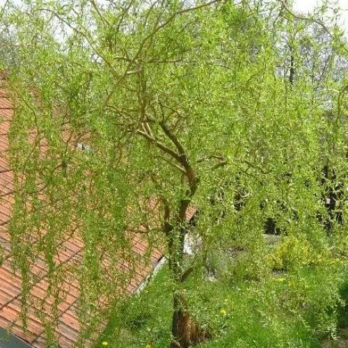 Amazon.com: Willow Plant