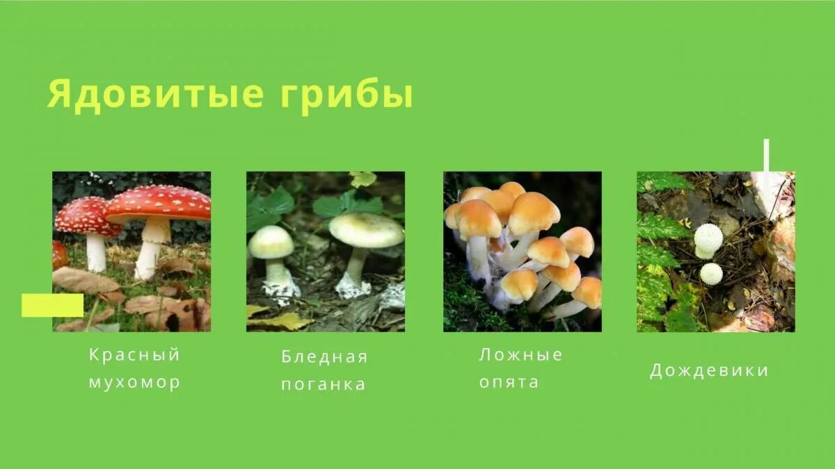 Картинки РАСТИТЕЛЬНЫЙ ПРОЕКТ